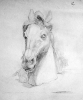 Horse's head