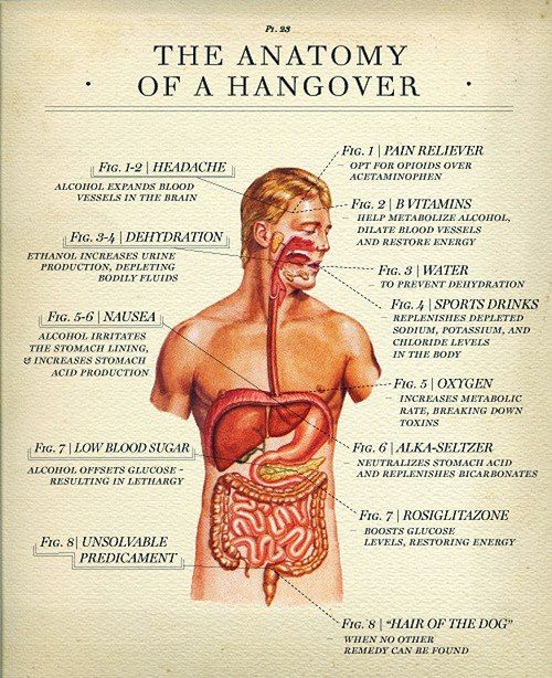 anatomy-of-hangover.jpg